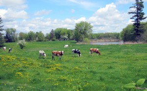 Out and about in the area......  I love seeing these cows out grazing, in their field along the Sandy River (visible in center right). Their farm is along the road into Farmington, and i always look for them when I'm driving by.