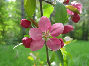 Apple blossom in one of the two beautiful old, craggy apple trees in the front yard.