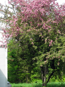 This large apple tree in the backyard is so enjoyable and usually full of birds. This late-May morning photograph also shows the 200-year-old barn to the left, with the propane tanks (for heat, cooking) just barely visible behind the barn.
