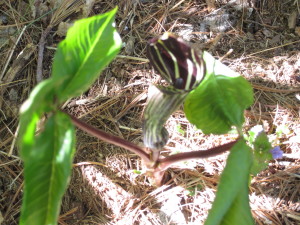 I was thrilled to find this fine striped Trillium in the backyard. Late May