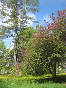 White Pine,  Sugar Maple (in the rear),  and Apple tree in bloom, behind the house.