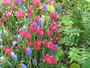 Late may, 2014 - some flower bulbs, muscari and small species tulips, in bloom